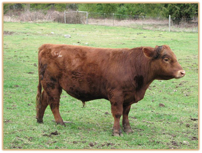W20 Lazy G Red Hot Thumbnail
