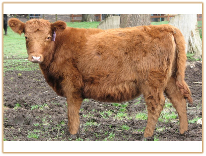 4B4 Lazy G Red Jewel 4B4