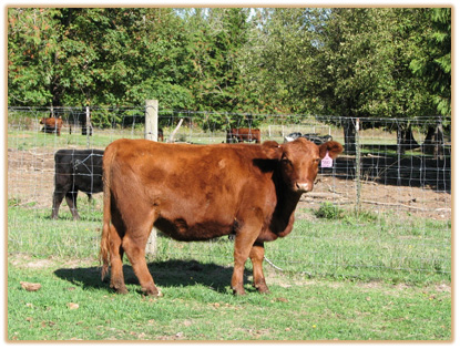 5B10 Lazy G Haley Thumbnail