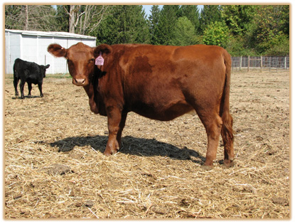 5B10 Lazy G Haley Thumbnail