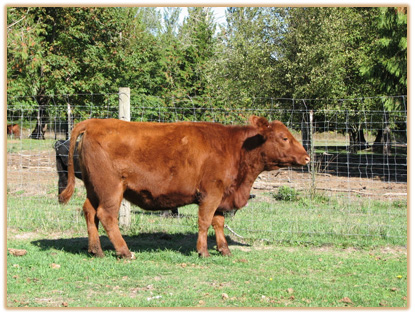 5B10 Lazy G Haley Thumbnail