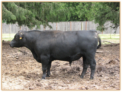 5Y32 Lazy G Cowan