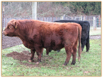 6Z35 Lazy G Red Inferno