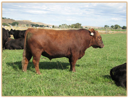 6D23 Lazy G Red Obsession