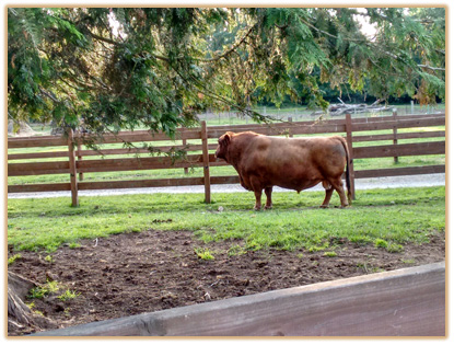Murrumbong LGL Bluey Thumbnail
