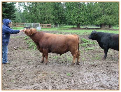 6A12 Lazy G Solid Gold