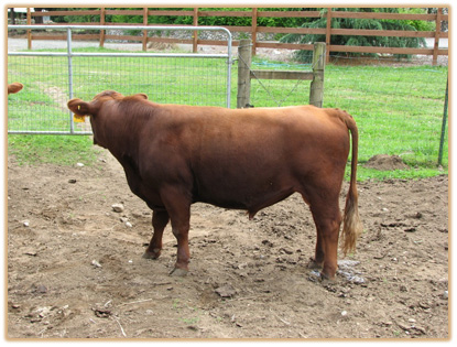 4A3 Lazy G Gold Rush Thumbnail