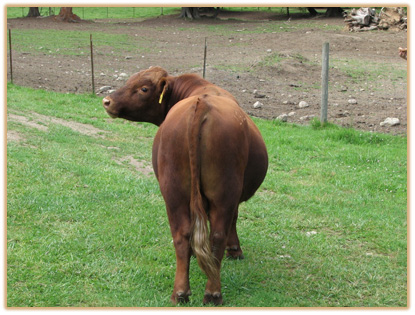 4A3 Lazy G Gold Rush Thumbnail