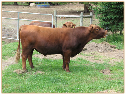 4A3 Lazy G Gold Rush