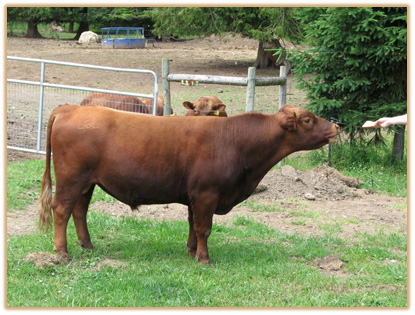 4A3 Lazy G Gold Rush Thumbnail