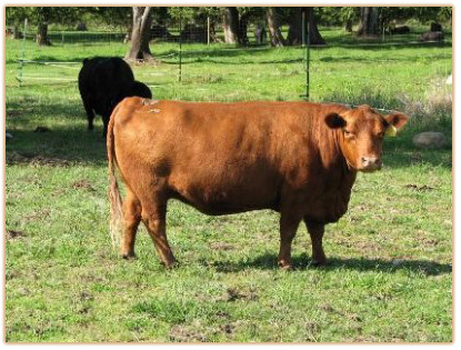 Murrumbong LGL Red Tulip Thumbnail