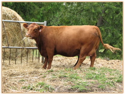 W 208 Lazy G Lucy Thumbnail