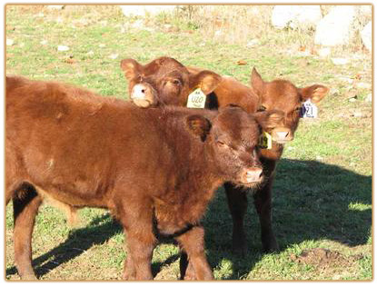 Red Genetics