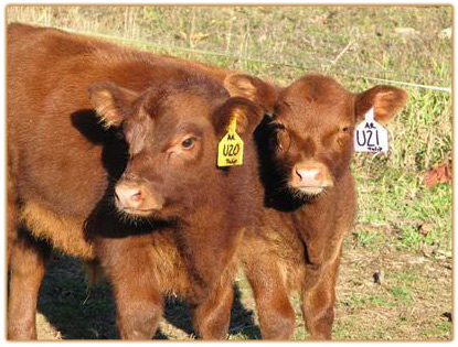 Red Genetics Thumbnail