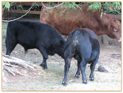 2009 Bulls Thumbnail