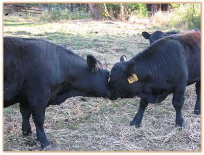 2009 Bulls Thumbnail