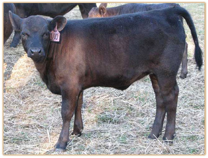 2009 Heifers Thumbnail