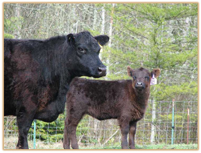2009 Heifers Thumbnail