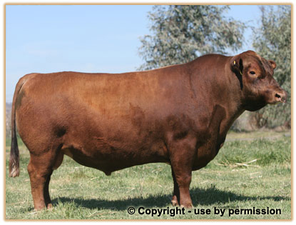 Murrumbong LGL Bluey