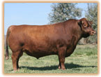 Fullblood Red Cattle