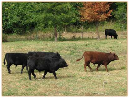 2009 Bulls Thumbnail