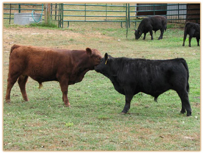 2009 Bulls Thumbnail