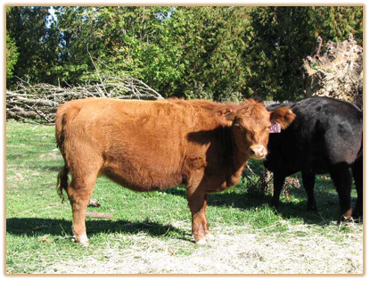 U21 Lazy G Red Jewel