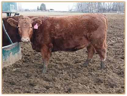 2M2 Lazy G Free Red 5J19 2M2