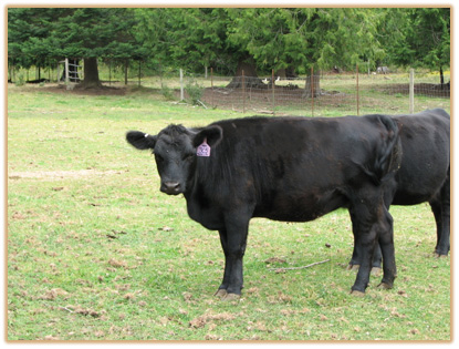 3C5 Lazy G Rozlyn  Thumbnail