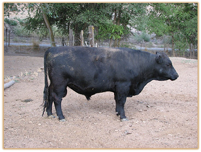 3M23 Lazy G Red Confidential Thumbnail