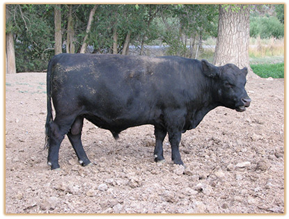 3M23 Lazy G Red Confidential Thumbnail