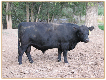 3M23 Lazy G Red Confidential