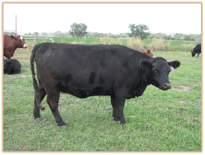 4E11 Lazy G Rozlyn 3C5 4E11