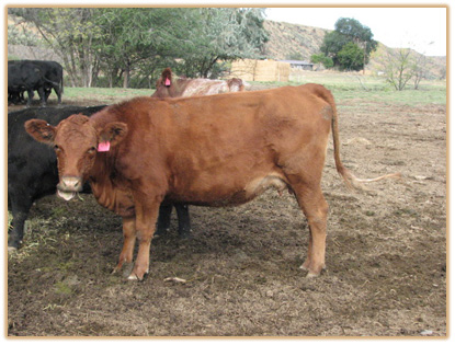 4E17 Lazy G Be Red 2C3 4E17 Thumbnail