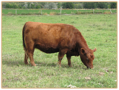 4E18  Lazy G Cleo 7B26 4E18