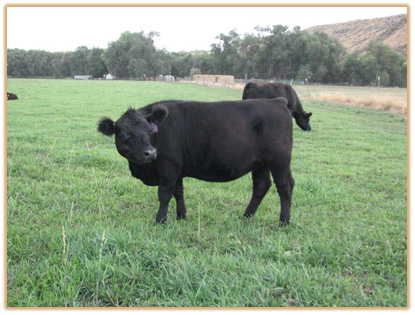 4F8 Lazy G Vanetta 4F8