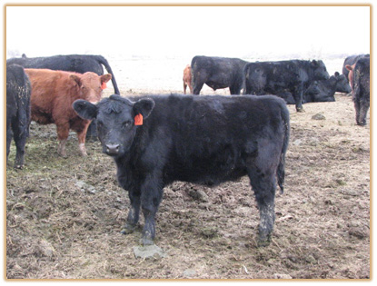 4G7 Lazy G Vanetta Z43 4G7 Thumbnail