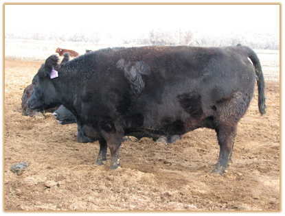 4H3 Lazy G Sadie 4H3