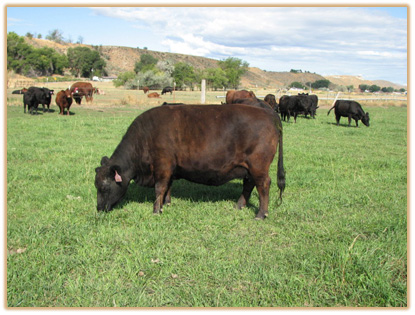 5B12 Lazy G Susanna Thumbnail