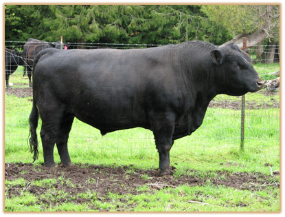 5B18 Lazy G Undercover Red