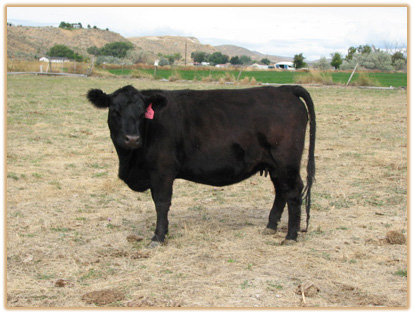 5E19 Lazy G Maddie 5B17 5E19 Thumbnail