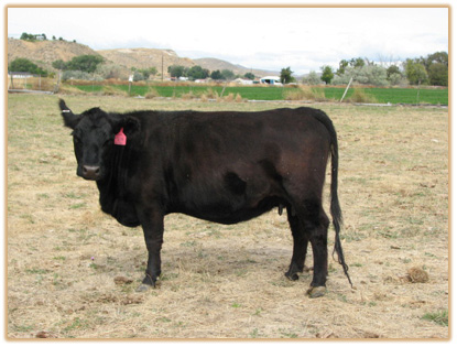 5E19 Lazy G Maddie 5B17 5E19 Thumbnail