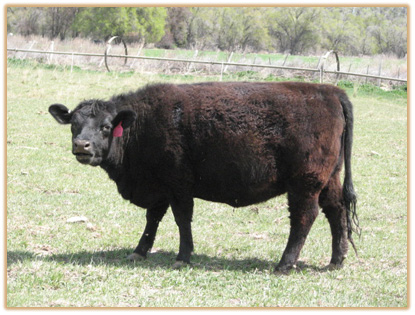 5F26 Lazy G Maddy 5B17 5F26