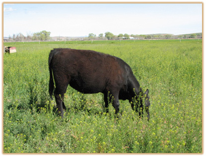 5G18 Lazy G Lucinda 5Z10 5G18 Thumbnail