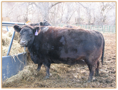 5H17 Lazy G Rachel 5H17