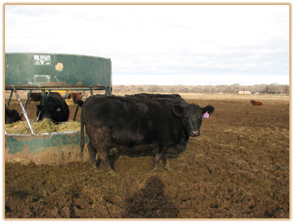 5J12 Lazy G Rozlyn 3C5 5J12