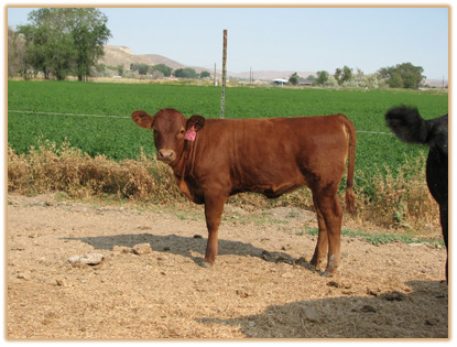 5J19 Lazy G Free Red 3E1 5J19 Thumbnail