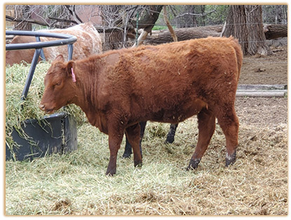 4L26 Lazy G Be Red 4E17 4L26