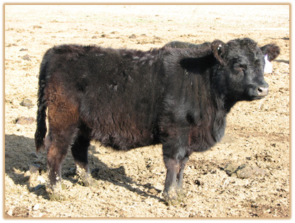 5N22 Lazy G Susan 5H10 5N22