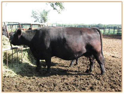 6A10 Lazy G Jade Thumbnail